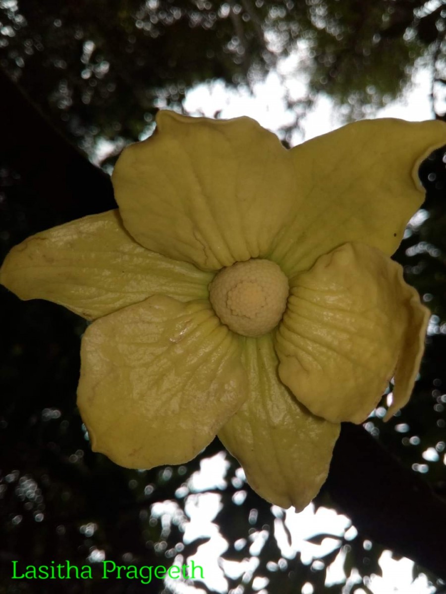 Monoon acuminatum (Thwaites) B.Xue & R.M.K.Saunders